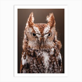 Warm Brown Screech Owl Art Print