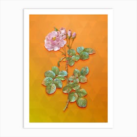 Vintage Damask Rose Botanical Art on Tangelo n.0504 Art Print