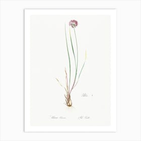 Allium Foliosum Illustration From Les Liliacées (1805), Pierre Joseph Redoute Art Print