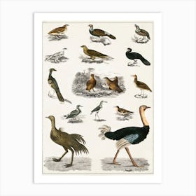 Collection Of Various Birds, Oliver Goldsmith    Art Print