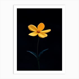 Single Yellow Flower On Black Background 11 Art Print