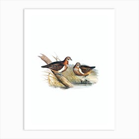 Vintage Smith's Partridge Bronze Wing Bird Illustration on Pure White n.0091 Art Print