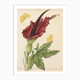 Anthurium 1 Art Print