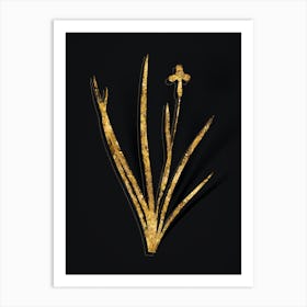 Vintage Iris Martinicensis Botanical in Gold on Black n.0137 Art Print