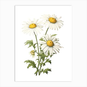 Chamomile Vintage Botanical Herbs 0 Art Print