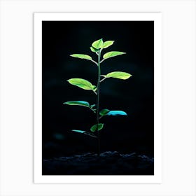 Plant Growing In The Dark 18 Art Print