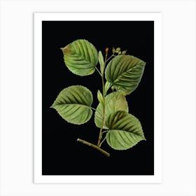 Vintage Linden Tree Branch Botanical Illustration on Solid Black n.0320 Art Print