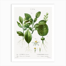 Kaffir Lime And Orange Blossom, Pierre Joseph Redoute Art Print