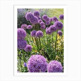 Purple Alliums Art Print