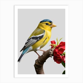 Yellow Finch Art Print