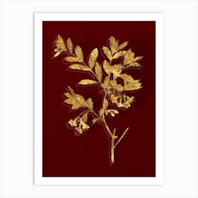 Vintage White Honeysuckle Plant Botanical in Gold on Red Art Print