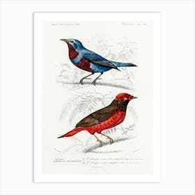Different Types Of Birds, Charles Dessalines D'Orbigny 28 Art Print