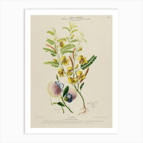 Yellow Flower - Botanical Illustration Art Print