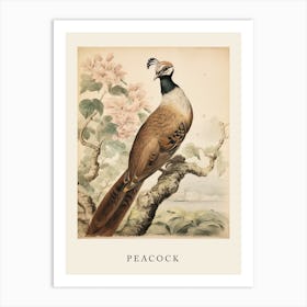 Beatrix Potter Inspired  Animal Watercolour Peacock 2 Art Print