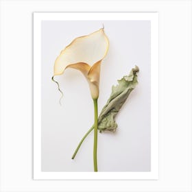 Pressed Flower Botanical Art Calla Lily 2 Art Print