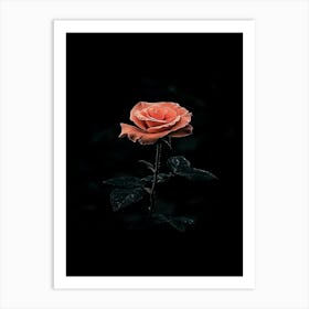 Dark Rose 93 Art Print