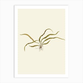 Kelp flowers Art Print