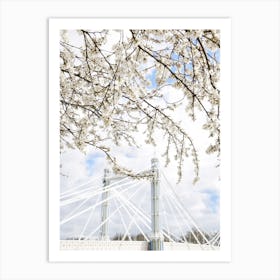 Albert Bridge Blossom Art Print