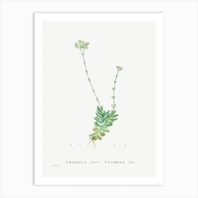 Crassula Cilliata, Pierre Joseph Redoute Art Print