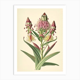 Showy Milkweed Wildflower Vintage Botanical 1 Art Print