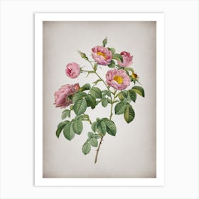 Vintage Tomentose Rose Botanical on Parchment n.0504 Art Print