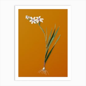 Vintage Gladiolus Botanical on Sunset Orange n.0701 Art Print