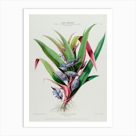 Symphyotrichum Art Print