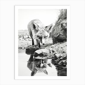 Bengal Fox Reflection Pencil Drawing 1 Art Print