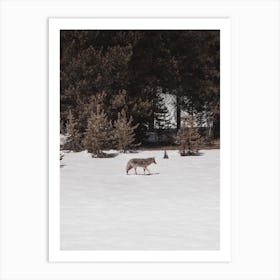 Wandering Coyote Art Print