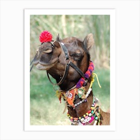 Camel In Rajasthan Art Print