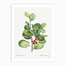 Ilex Maderiensis, Pierre Joseph Redoute Art Print