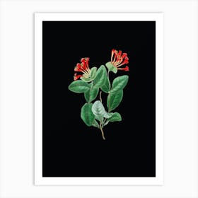 Vintage North West Honeysuckle Flower Botanical Illustration on Solid Black n.0391 Art Print