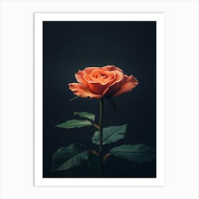 Single Rose On Black Background 16 Art Print