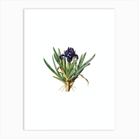 Vintage Pygmy Iris Botanical Illustration on Pure White n.0290 Art Print