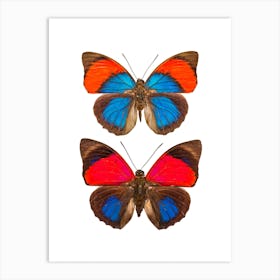 Two Orange And Blue Butterflies Art Print