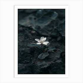 White Flower On A Rock Art Print