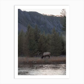 Elk Grazing Near Creek Art Print