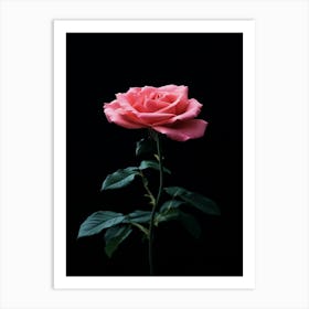 Pink Rose On Black Background 60 Art Print