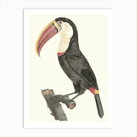 Vintage Toucan Art Print