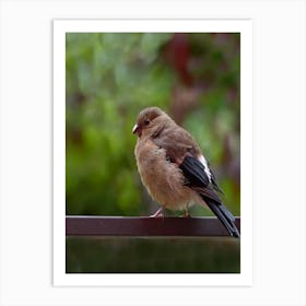 Bird Perched On A Railing Art Print