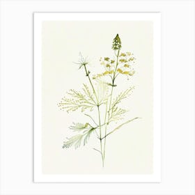 Meadowsweet Herb Minimalist Watercolour Art Print