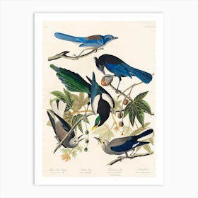 Yellow Billed Magpie, Birds Of America, John James Audubon Art Print
