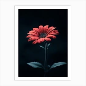 Red Daisy 2 Art Print