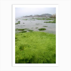 Seaweed - Seaweed Stock Videos & Royalty-Free Footage Art Print