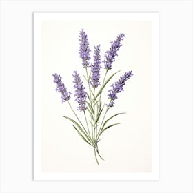 Lavender Vintage Botanical Herbs 2 Art Print