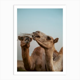 Camels claiming food - Al Wathba Abu Dhabi UAE photo print - moody animal photography art Art Print