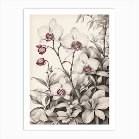 Orchids 7 Art Print