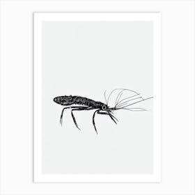 Shrimp Black & White Drawing Art Print