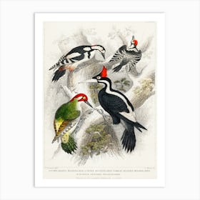 Ivory Billed Woodpecker, Green Woodpecker, Great Spotted Woodpecker, And Lesser Spotted Woodpecker, Oliver Goldsmith Art Print