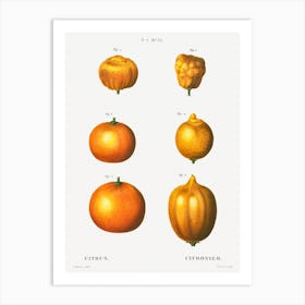 6 Types Of Oranges, Pierre Joseph Redoute Art Print